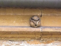 Sutton Benger - photo: 00031